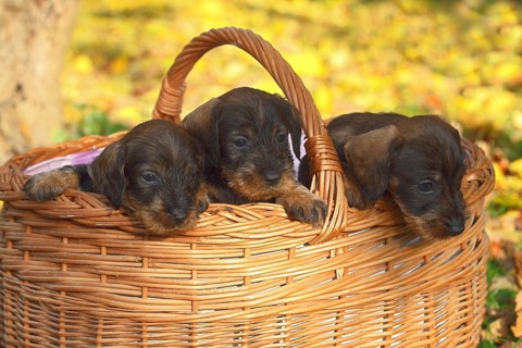 Dachshund (Canis lupus familiaris) puppies sitting in basket