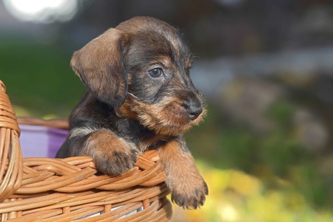 Dachshund (Canis lupus familiaris) puppy sitting in basket