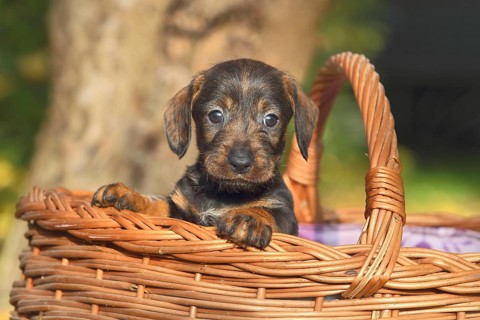 Dachshund (Canis lupus familiaris) puppy sitting in basket