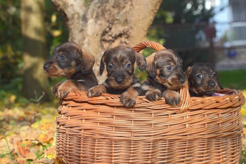 Dachshund (Canis lupus familiaris) puppies sitting in basket