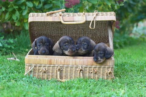 Dachshund (Canis lupus familiaris) puppies sitting in basket
