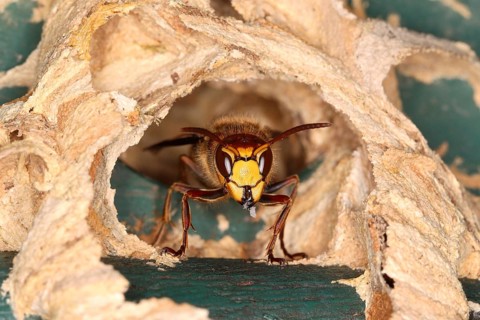 Hornet (Vespa crabro)