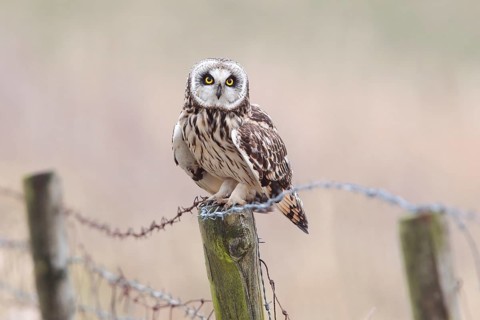 Short-eared Owl (Asio flammeus) sitting on old fence post with barbed wire