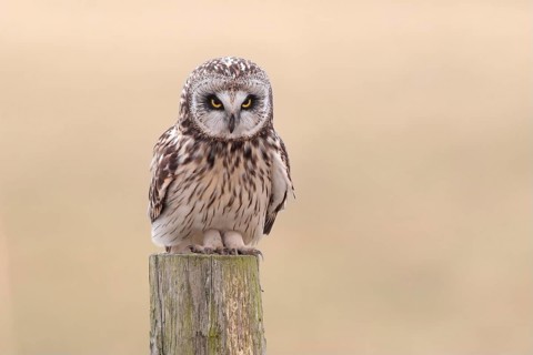 Short-eared Owl (Asio flammeus) sitting on old fence post