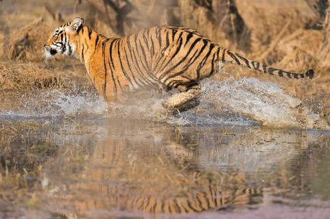 Wild Bengal Tiger or Indian Tiger (Panthera tigris tigris) charging through the water of a lake