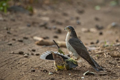 Eurasian Sparrowhawk