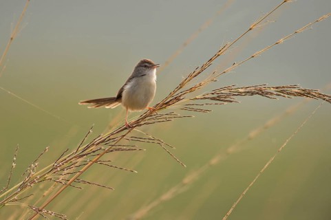 White-browed Wren-Warbler or Plain Prinia (Prinia inornata) roosting on a blade of tall grass
