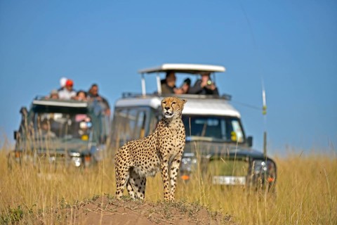 Cheetah (Acinonyx jubatus) looking out while standing on a termite mound