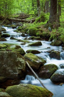 Stream