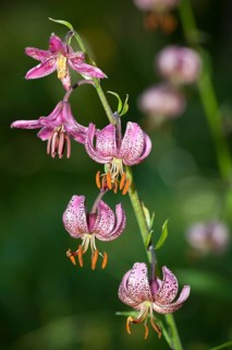 Martagon lily or Turk's cap lily (Lilium martagon)