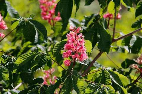 Blossoming Horse Chestnut (Aesculus carnea)