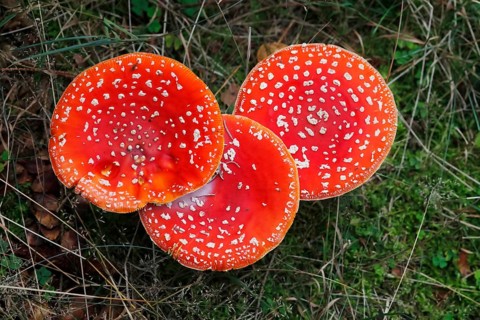 Fly agaric or fly amanita (Amanita muscaria) toadstools on forest floor