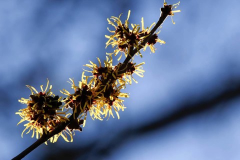 Blooming witch hazel (Hamamelis intermedia)