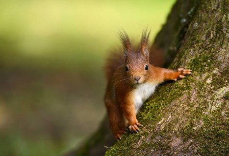 Squirrel (Sciurus vulgaris)
