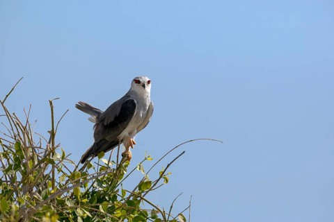 Black Shouldered Kite (Elands maxillaries)