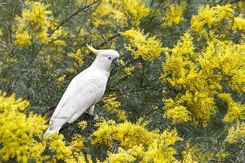 White Cockatoo (Cacatua Alba) sitting in a tree with yellow flowers