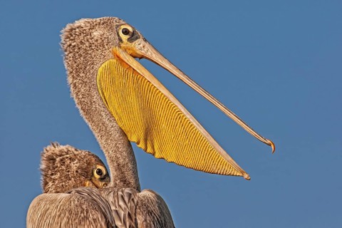 Pink Backed Pelicans (Pelecanus rufescens) portrait