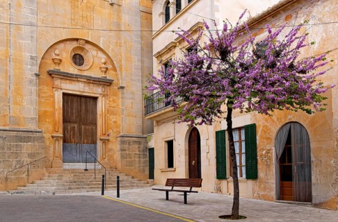 Judas tree (Cercis siliquastrum) at the church in Santanyi