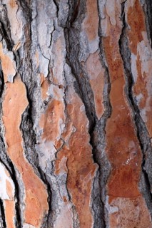 Bark of a pine tree (Pinus pinea)