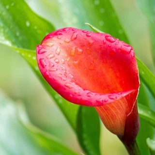 Orange-red flower of a calla or arum lily (Zantedeschia)