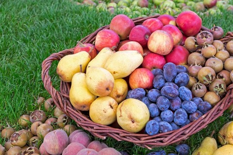 Basket with fruits