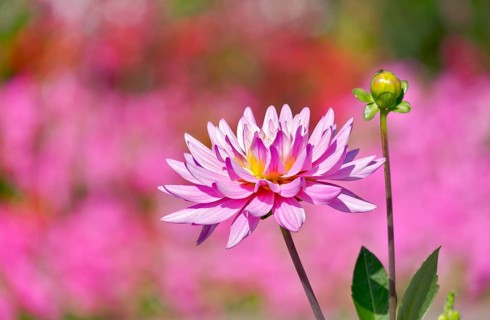 Pink dahlia (Dahlia sp.)