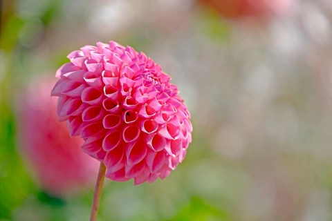 Pink pompon dahlia (Dahlia sp.)