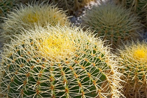 Golden barrel cactus