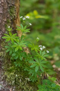 Woodruff (Galium oduratum)