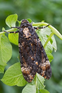 Death's-head Hawk moth (Acherontia atropos) on potato plant