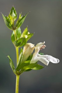 Basil Ziest (Stachyis ocymastrum)