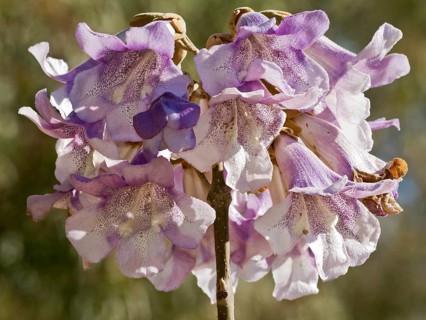 Paulownia imperialis (Paulownia tomentosa