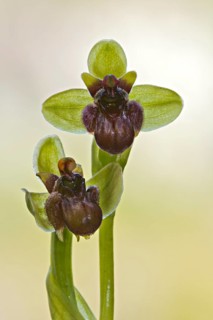 Bumblebee orchid (Ophrys bombyliflora)