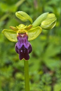 Eleonora orchid (Ophrys eleonorae)