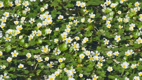 River water-crowfoot(Ranunculus fluitans) San Nicolo d'Arcidano