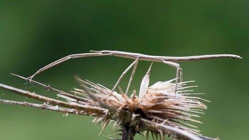 French Stick Insect (Clonopsis gallica)