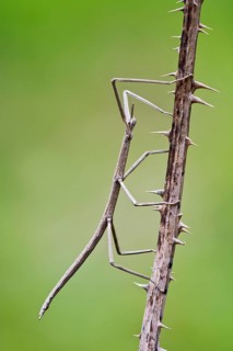 French Stick Insect (Clonopsis gallica)