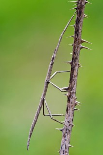 French Stick Insect (Clonopsis gallica)