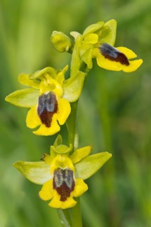Yellow Bee-orchid (Ophrys lutea)