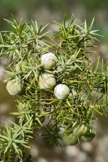 Common juniper (Juniperus communis)