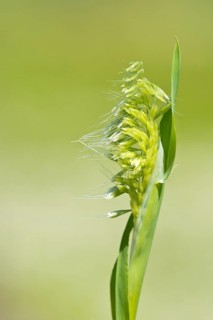 Golden dog's-tail (Lamarckia aurea)