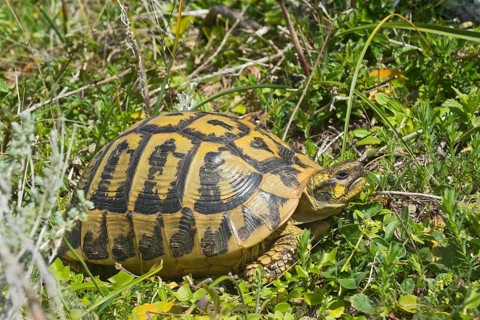 Hermann's Tortoise (Testudo hermanni)