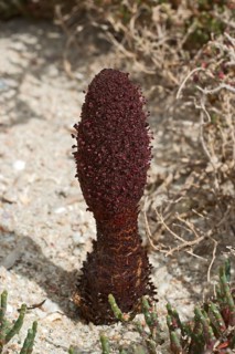 Maltese fungus or Maltese mushroom (Cynomorium coccineum)