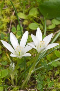 Star of Bethlehem (Ornithogalum ssp.)