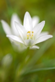 Star of Bethlehem (Ornithogalum ssp.)