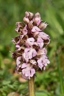 Milk White Orchid (Orchis lactea)