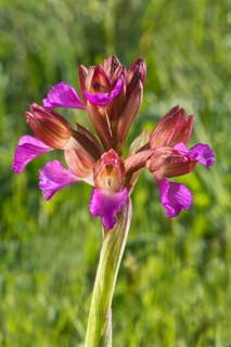 Butterfly orchid (Anacamptis papilionacea)