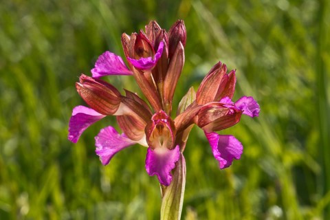Butterfly orchid (Anacamptis papilionacea)