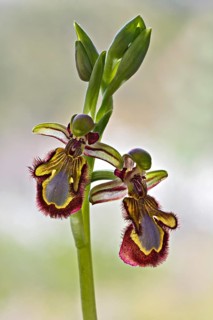 Mirror Bee Orchid (Ophrys speculum)