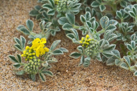 Coastal medick (Medicago marina)